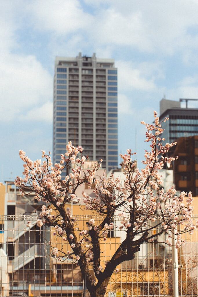 Beautiful cherry blossoms in front of Tokyo skyscrapers, capturing springtime in Japan's bustling capital.