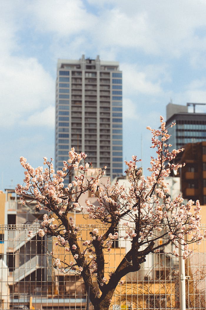 Beautiful cherry blossoms in front of Tokyo skyscrapers, capturing springtime in Japan's bustling capital.