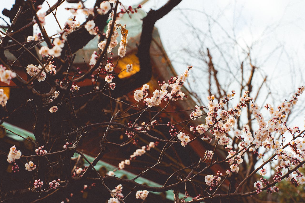 A serene scene of blooming sakura branches against a Tokyo shrine backdrop, symbolizing springtime tranquility.